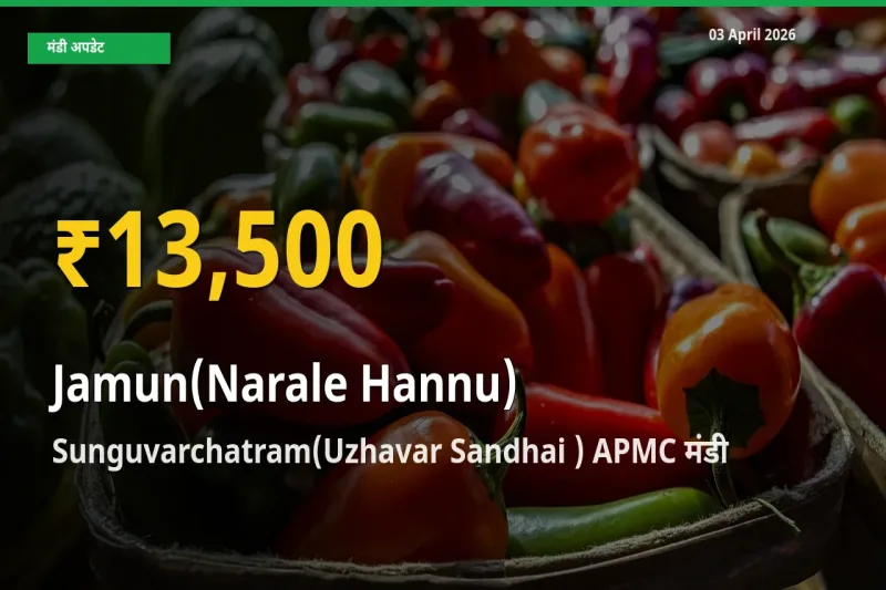 आज Sunguvarchatram(Uzhavar Sandhai ) APMC में जामुन (नाराले हन्नू) के दाम रिकॉर्ड स्तर पर, ताज़ा मंडी भाव जानें