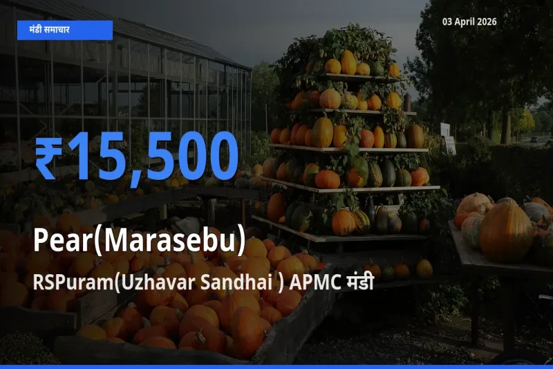 टॉप मंडी बना RSPuram(Uzhavar Sandhai ) APMC! नाशपाती के सबसे ऊँचे दाम यहीं दर्ज