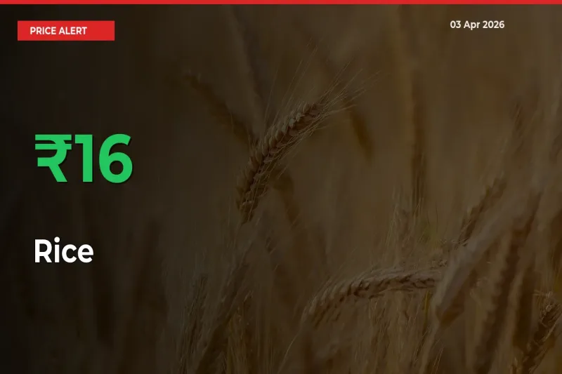15.52% Spike in Rice Prices – Mandi Sees Sudden Rally