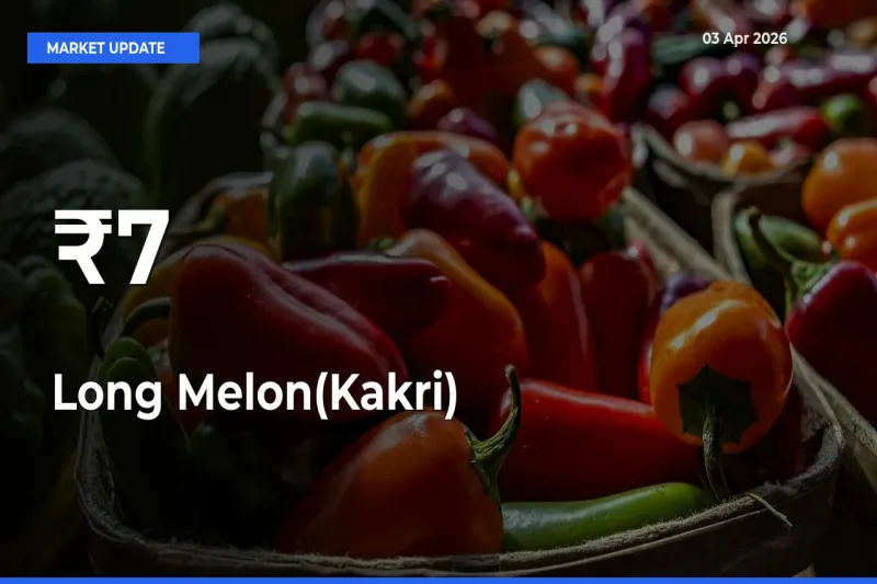 Long Melon(Kakri) Trend Strengthens Across Major Mandis