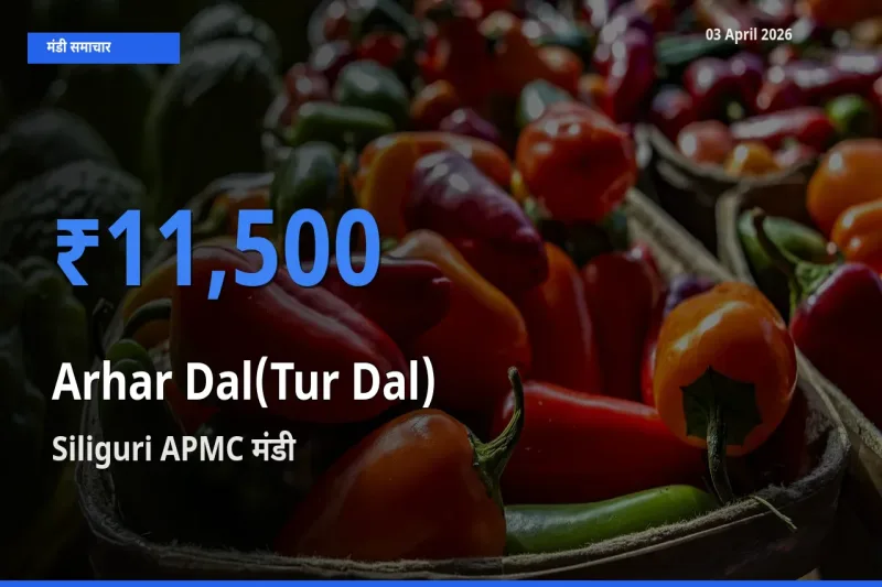 किसानों की पसंद बना Siliguri APMC, अरहर दाल के सबसे अच्छे दाम