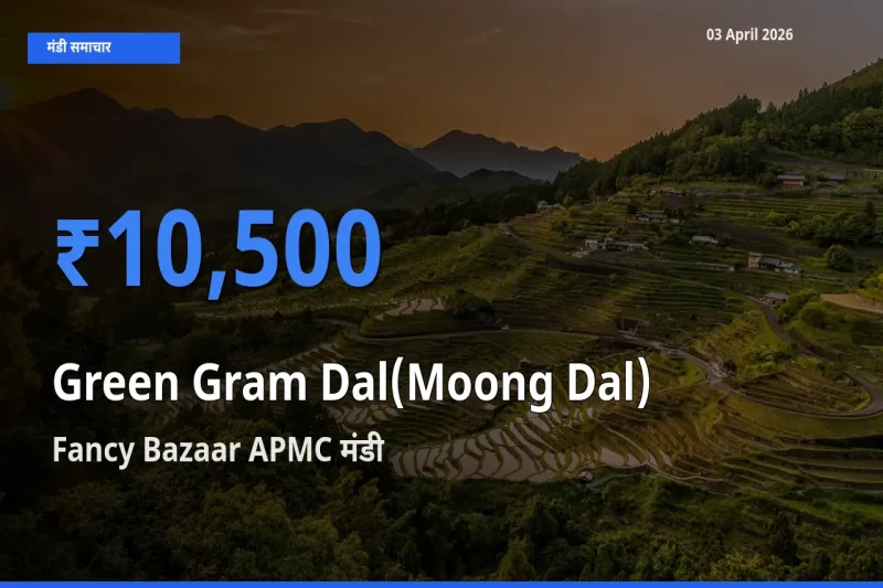 Fancy Bazaar APMC में मूंग दाल का आज सबसे ऊँचा भाव