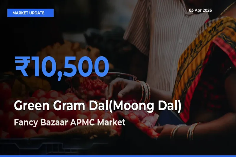 Fancy Bazaar APMC Records Highest ₹10,500 Rate for Green Gram Dal(Moong Dal)