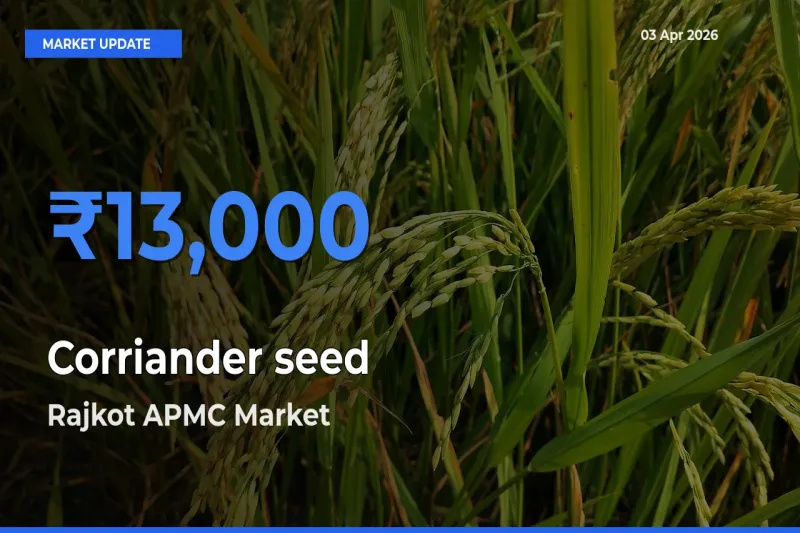 Market Watch: Rajkot APMC Becomes Top Mandi for Corriander seed