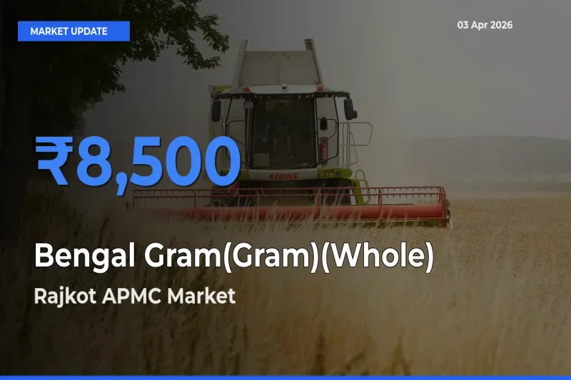 Rajkot APMC Tops Bengal Gram(Gram)(Whole) Rates – April 03 Market Update