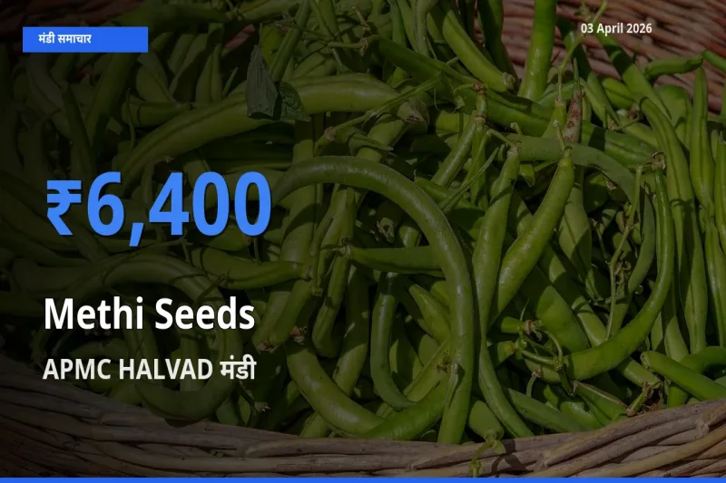 03 April अपडेट: मेथी दाना के सबसे ऊँचे दाम APMC HALVAD मंडी में