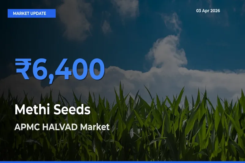 APMC HALVAD Tops Methi Seeds Mandi Rates Today