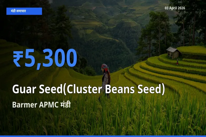 आज ग्वार बीज के सबसे ऊँचे दाम ₹5,300 Barmer APMC मंडी में