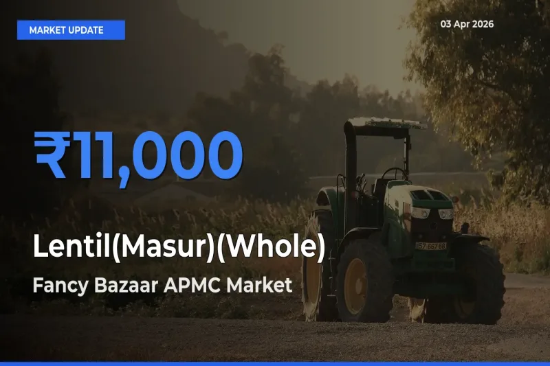 Fancy Bazaar APMC Emerges as Top Mandi for Lentil(Masur)(Whole) Prices Today