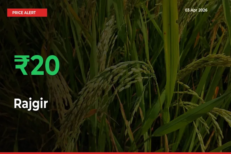 This Mandi Records 20.29% Jump in Rajgir Prices