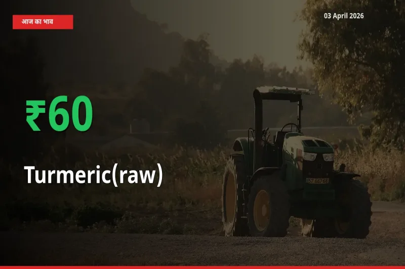 तेज़ तेजी! मंडी में हल्दी (कच्ची) के दाम 60.23% चढ़े