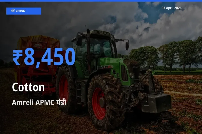 Amreli APMC में कपास का आज सबसे ऊँचा भाव