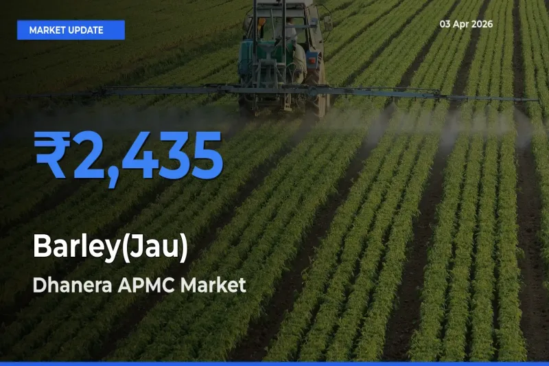 Dhanera APMC Tops Barley(Jau) Mandi Rates Today