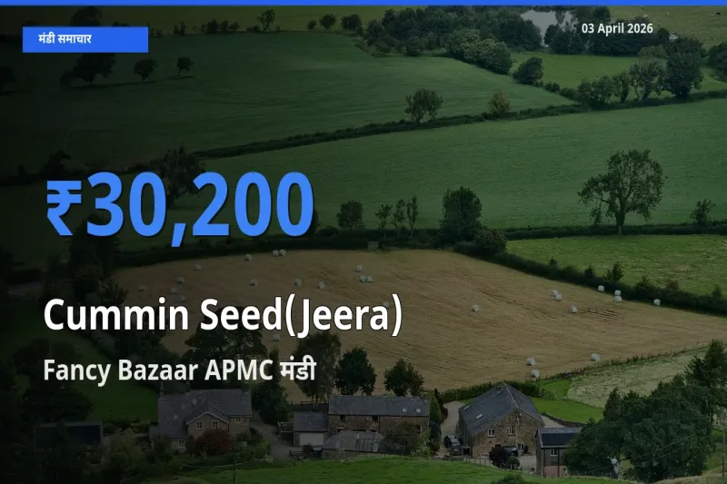 Fancy Bazaar APMC मंडी में जीरा ₹30,200 पर पहुँचा – आज का सर्वोच्च भाव