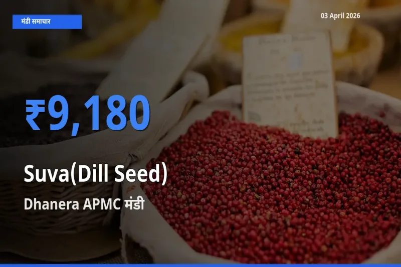 आज सुवा (डिल सीड्स) के सबसे ऊँचे दाम ₹9,180 Dhanera APMC मंडी में