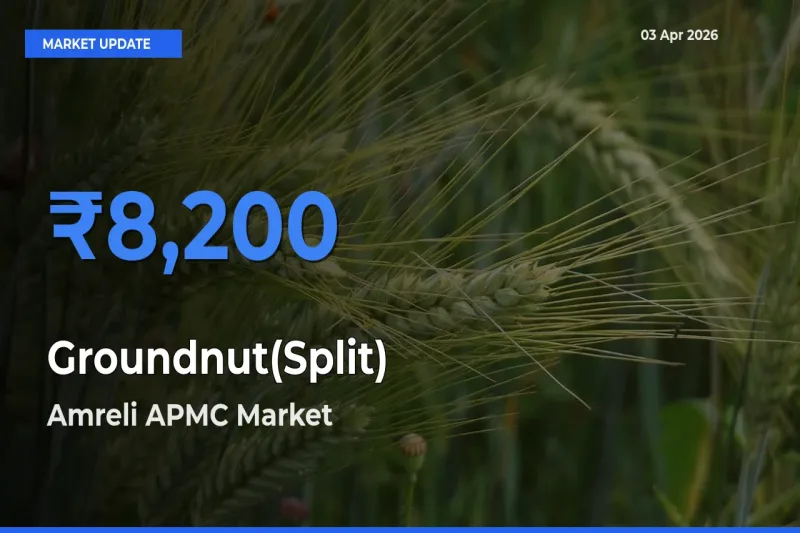 Amreli APMC Tops Groundnut(Split) Mandi Rates Today