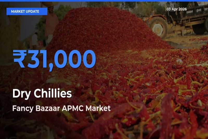 Market Watch: Fancy Bazaar APMC Becomes Top Mandi for Dry Chillies