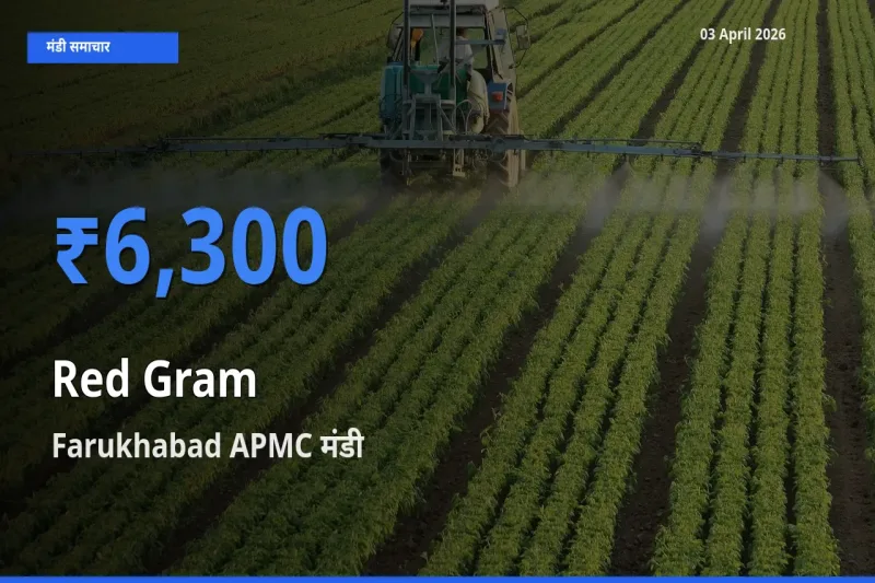 आज अरहर के सबसे ज़्यादा दाम Farukhabad APMC मंडी में दर्ज