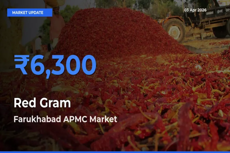 Farukhabad APMC Offers ₹6,300 – Highest Red Gram Rate Today