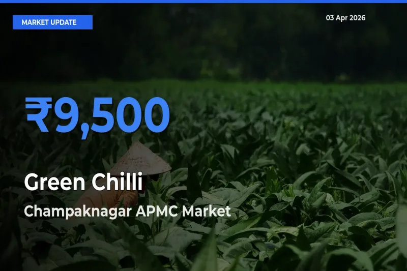 Top Performer! Champaknagar APMC Offers Best Green Chilli Price Today