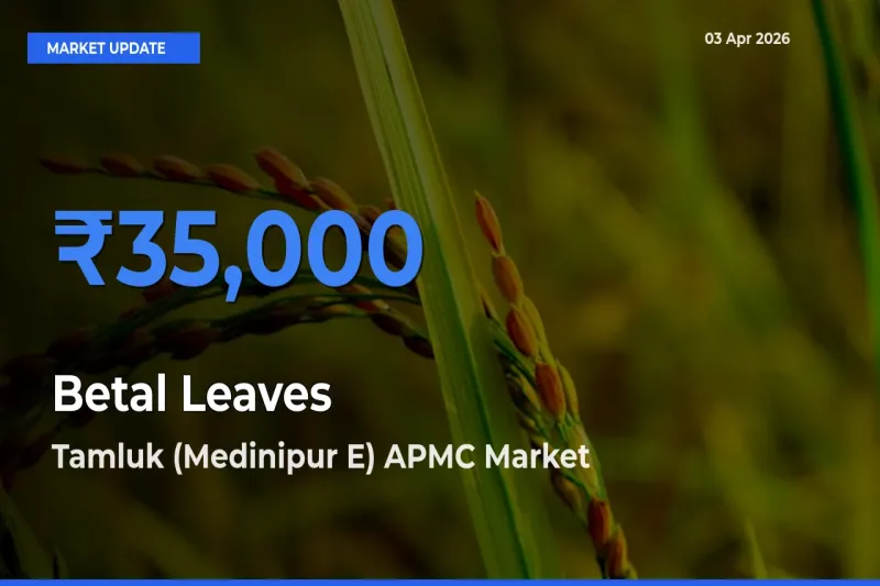 Tamluk (Medinipur E) APMC Leads as Top Mandi for Betal Leaves Prices