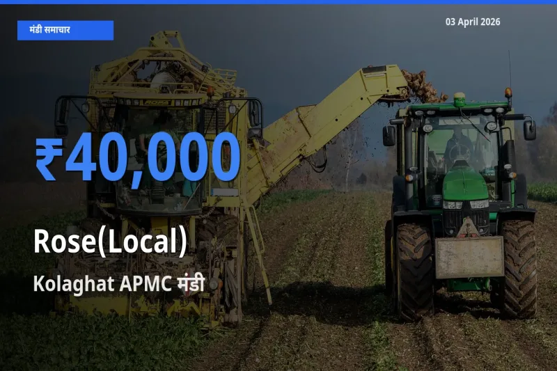 Kolaghat APMC मंडी में गुलाब(स्थानीय) ₹40,000 पर पहुँचा – आज का सर्वोच्च भाव