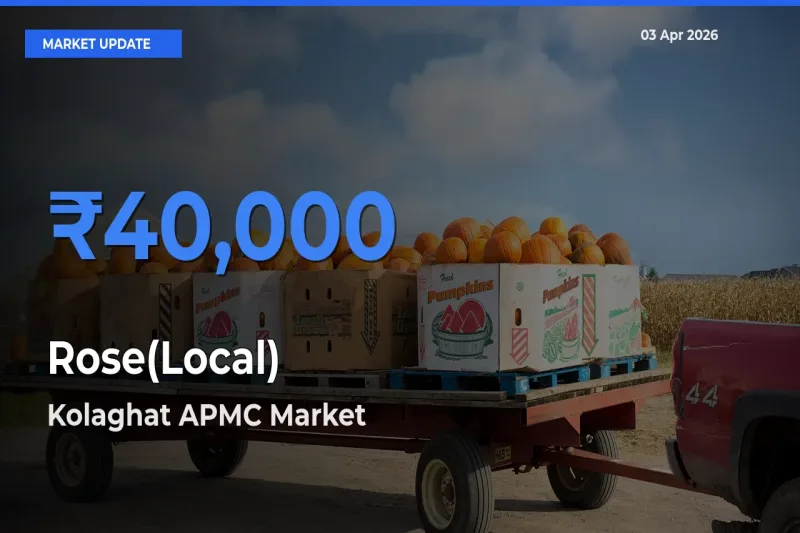 Kolaghat APMC Offers ₹40,000 – Highest Rose(Local) Rate Today