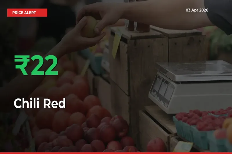 Sudden 22.11% Rally in Chili Red Prices Across Mandis