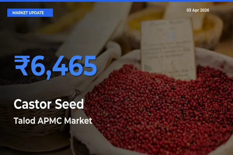 Talod APMC Tops Castor Seed Rates – April 03 Market Update