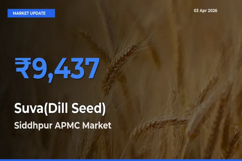 Siddhpur APMC Records Highest ₹9,437 Rate for Suva(Dill Seed)