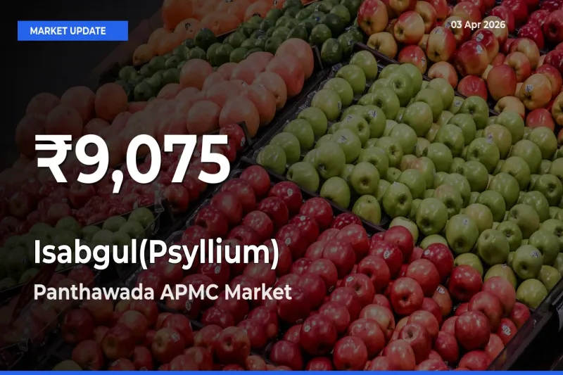 Isabgul(Psyllium) Hits 30-Day Low in Panthawada APMC