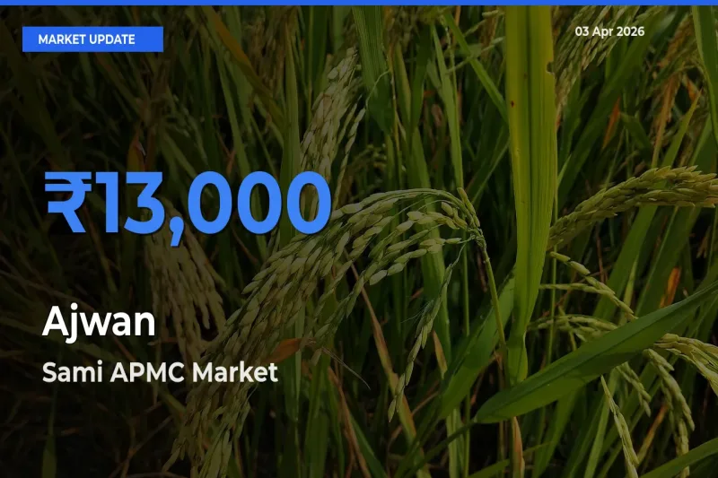 Sami APMC Emerges as Top Mandi for Ajwan Prices Today