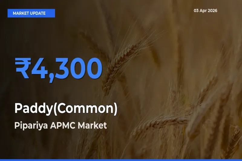 Top Performer! Pipariya APMC Offers Best Paddy(Common) Price Today