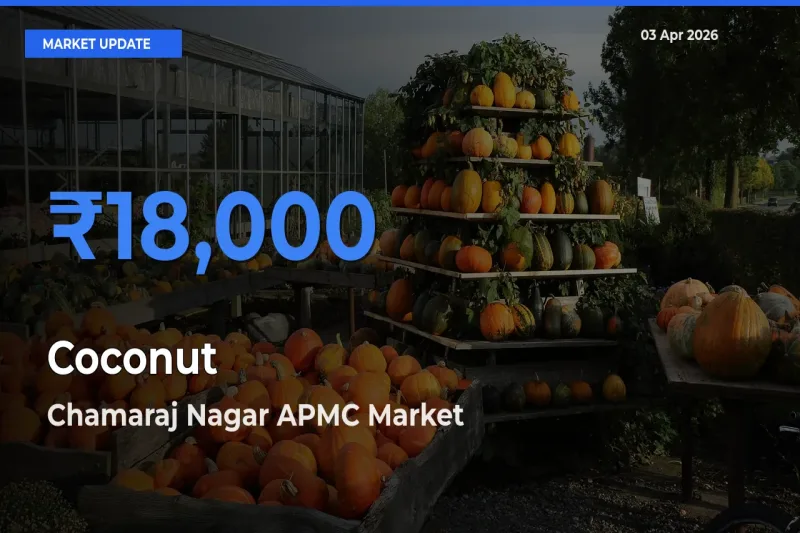 Market Watch: Chamaraj Nagar APMC Becomes Top Mandi for Coconut