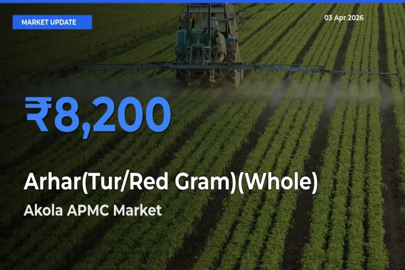 Akola APMC Tops Arhar(Tur/Red Gram)(Whole) Rates – April 03 Market Update