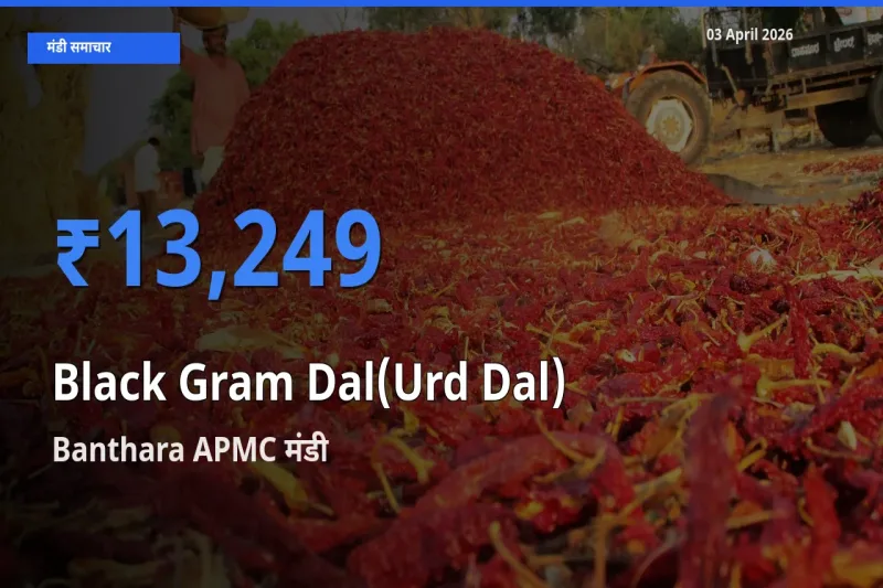 आज का मंडी भाव: उड़द दाल के सबसे ज़्यादा दाम Banthara APMC में