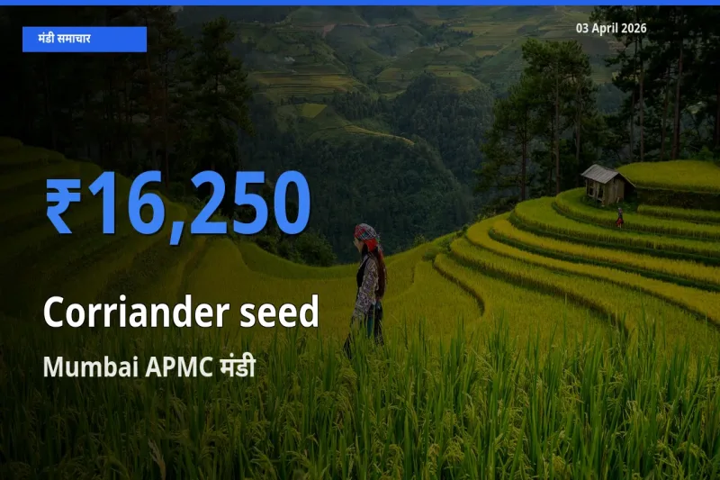 Mumbai APMC में साबुत धनिया का आज सबसे ऊँचा भाव