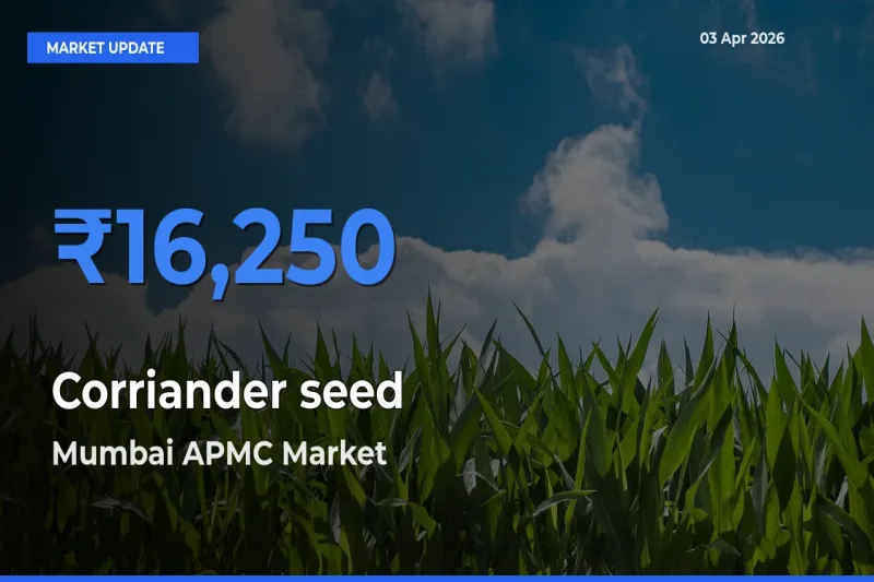 Top Performer! Mumbai APMC Offers Best Corriander seed Price Today