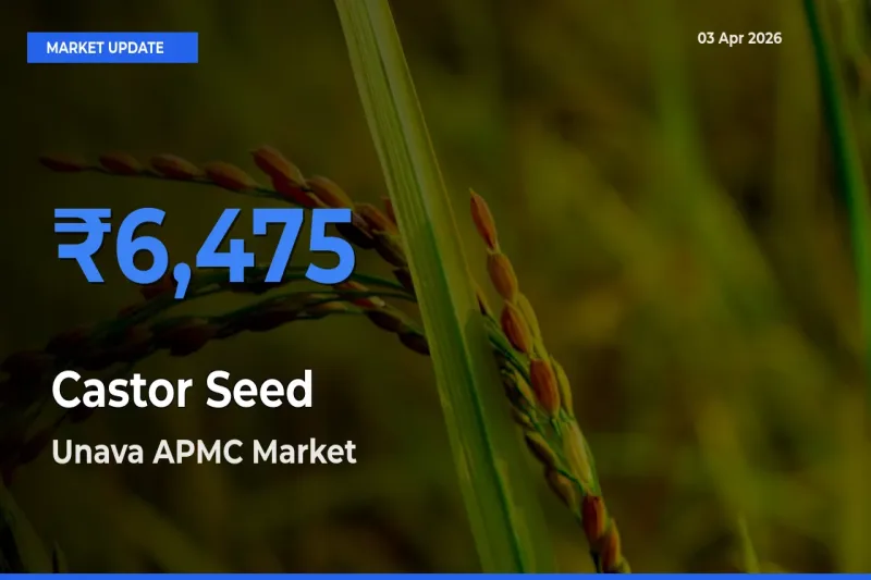 Castor Seed Mandi Rate Today: Unava APMC Tops the List