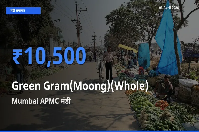 Mumbai APMC मंडी में साबुत मूंग ₹10,500 पर पहुँचा – आज का सर्वोच्च भाव