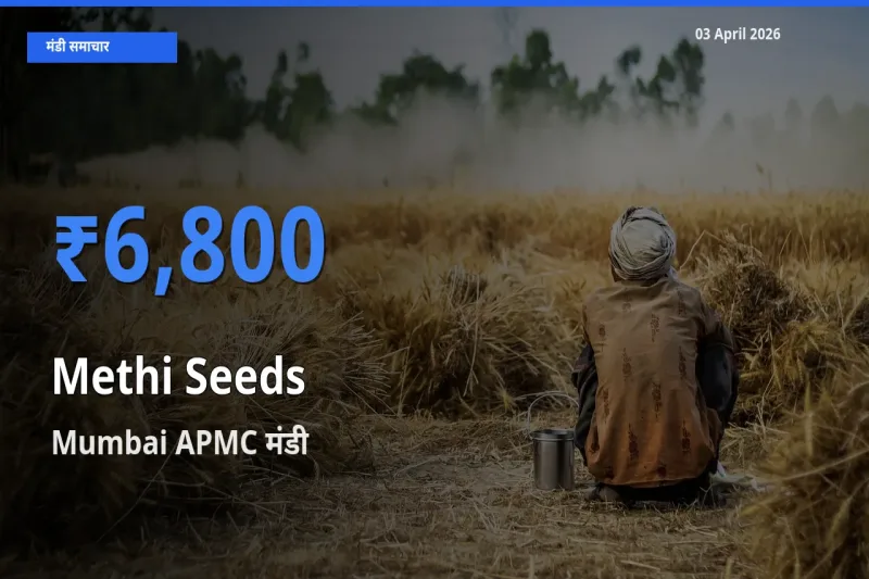 Mumbai APMC मंडी में मेथी दाना ₹6,800 पर पहुँचा – आज का सर्वोच्च भाव