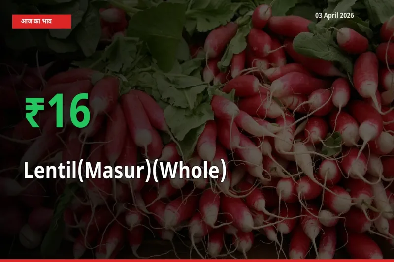 मसूर दाल (साबुत) 15.63% उछला, मंडी