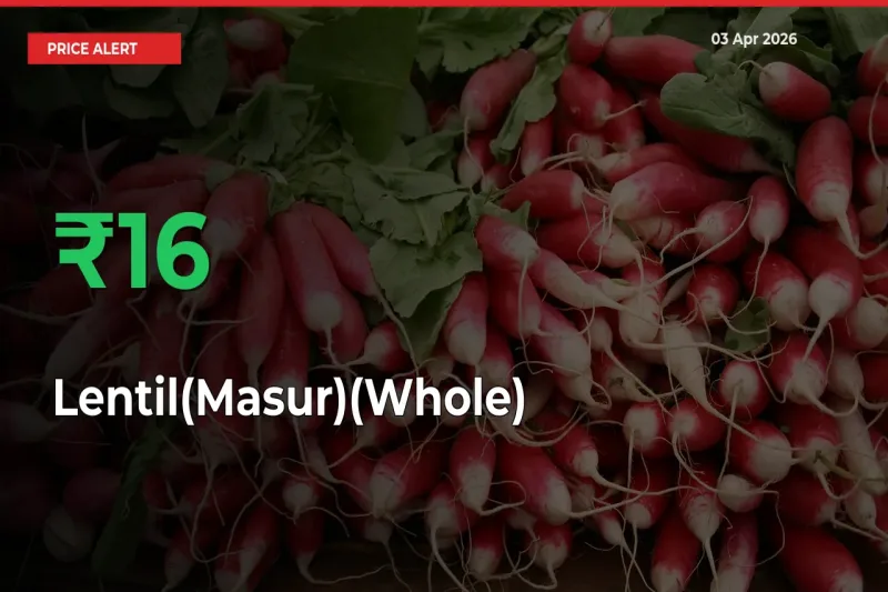 Farmers Cheer as Lentil(Masur)(Whole) Prices Surge 15.63% in Local Mandis