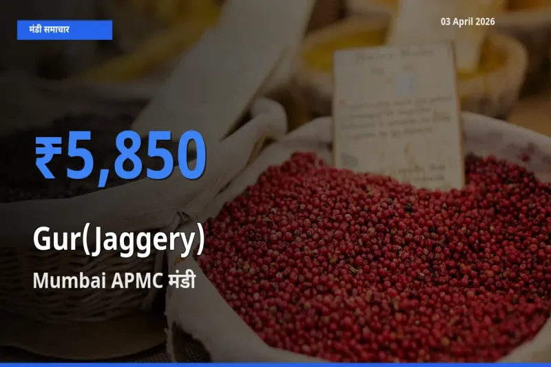 03 April अपडेट: गुड़ के सबसे ऊँचे दाम Mumbai APMC मंडी में