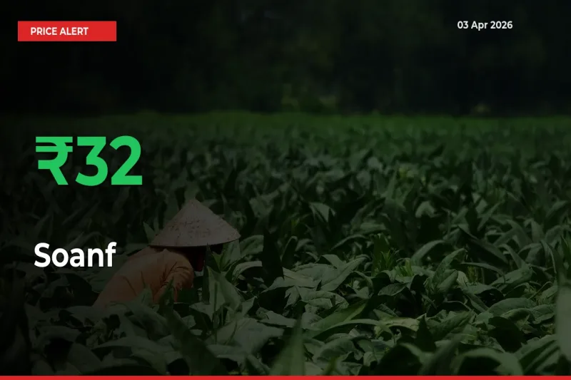 Farmers Cheer as Soanf Prices Surge 32.26% in Local Mandis