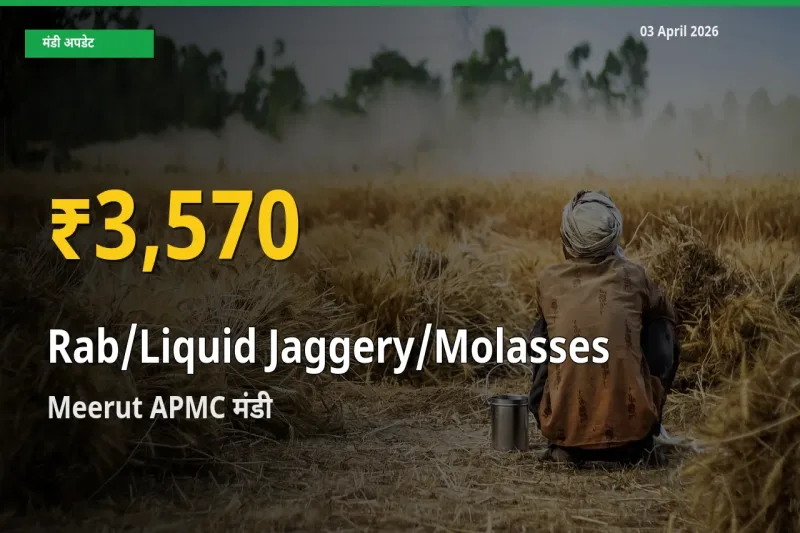 किसानों के लिए खुशखबरी! Meerut APMC में Rab/Liquid Jaggery/Molasses के दाम रिकॉर्ड स्तर पर