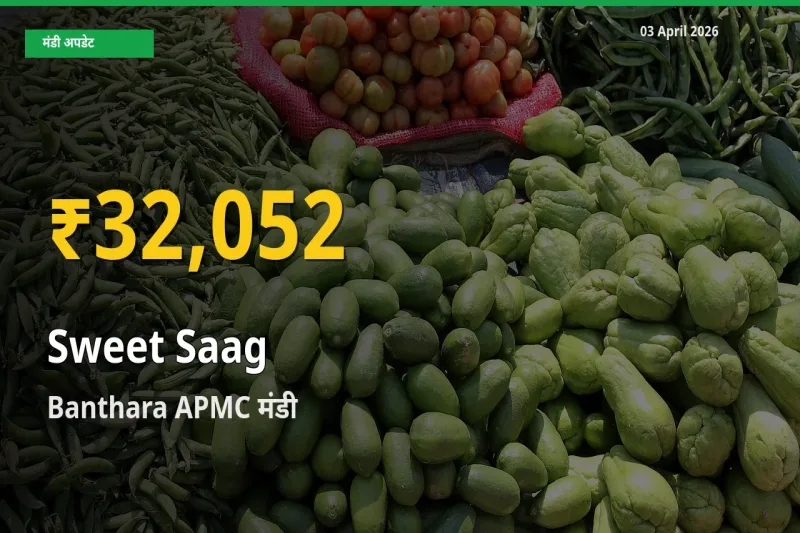 03 April अपडेट: Banthara APMC में मीठा साग के दाम रिकॉर्ड स्तर पर