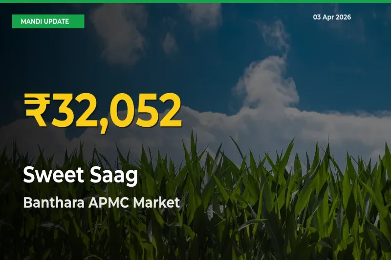 Banthara APMC Leads as Sweet Saag Hits Highest Rate – April 03 Update