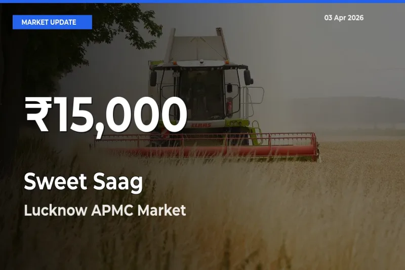 Big Drop! Sweet Saag Slides to 30-Day Low at Lucknow APMC