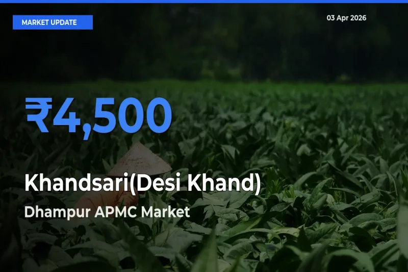 Dhampur APMC Records Highest ₹4,500 Rate for Khandsari(Desi Khand)